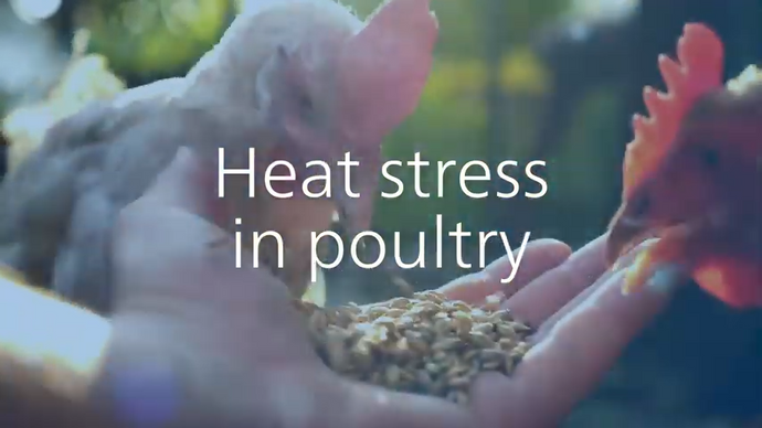 Heat stress in poultry