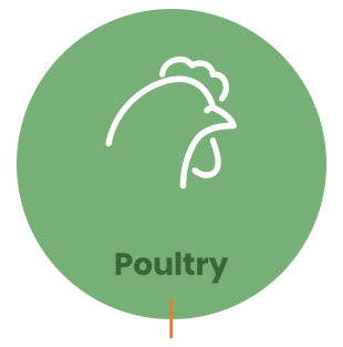 Organic acids & Toxin Binders for Poultry Production